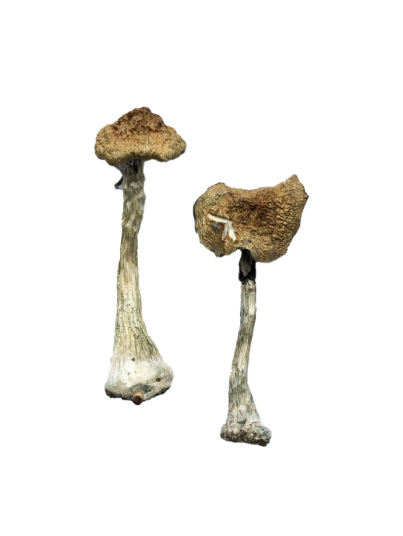 Buy A+ Magic Mushrooms